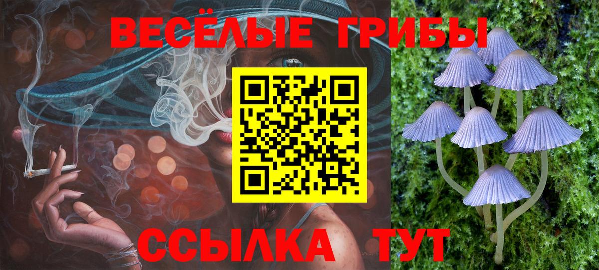 купить наркотик  Гуково  Галлюциногенные грибы Psilocybe 